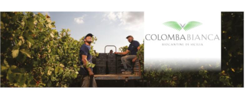 Weingut Colomba Bianca Italien Sizilien